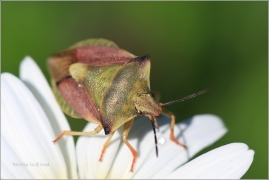 <p>KNĚŽICE ROHATÁ (Carpocoris fuscispinus) --- Shield bug - Nördliche Fruchtwanze/</p>
